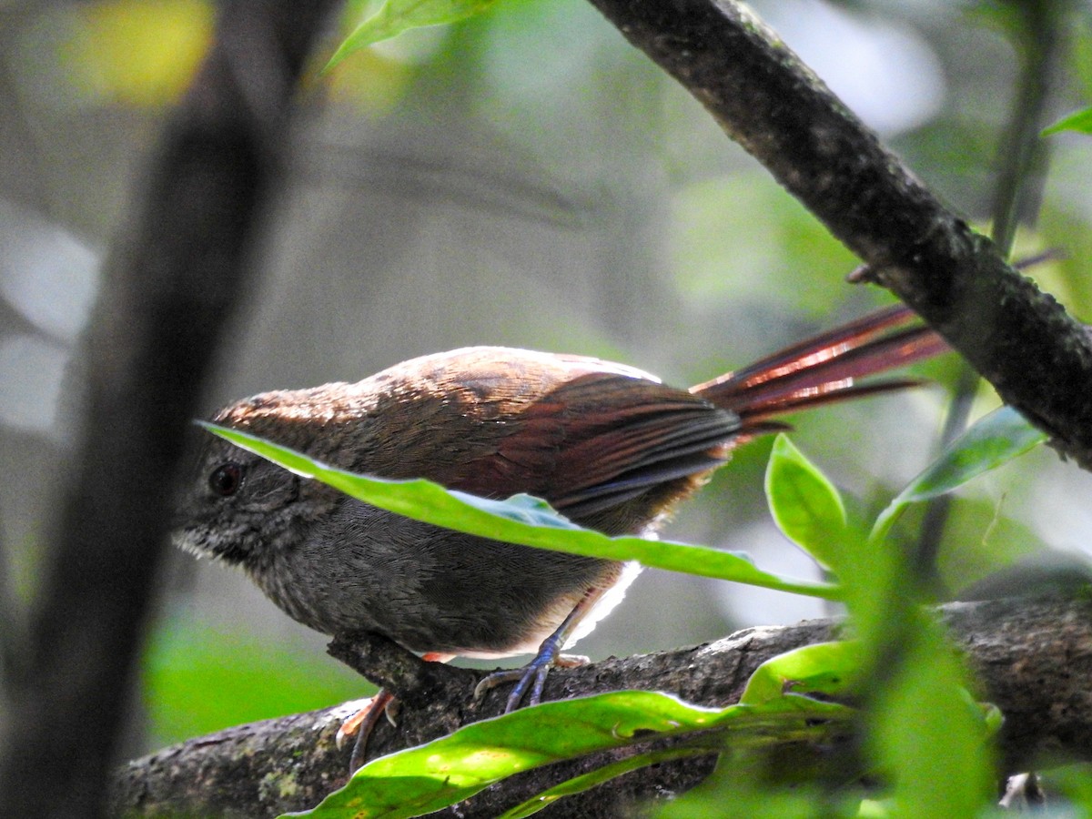 Gray-bellied Spinetail - ML643490458