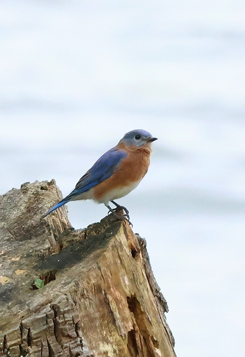 Eastern Bluebird - ML643490461