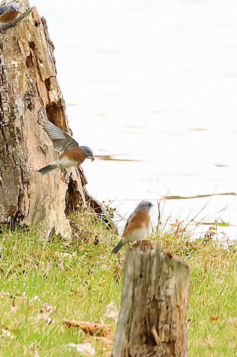 Eastern Bluebird - ML643490480