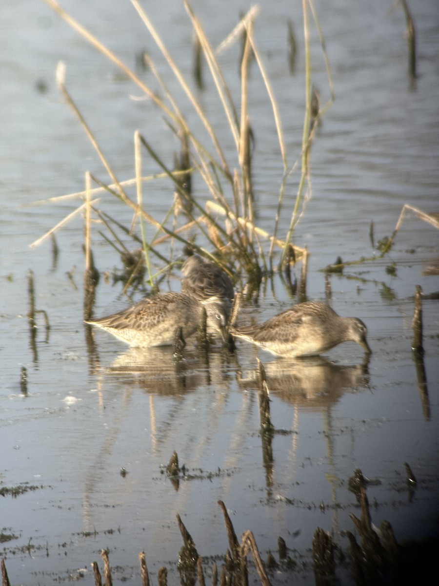 Long-billed Dowitcher - ML643490481