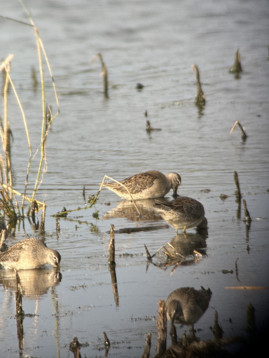 Long-billed Dowitcher - ML643490483