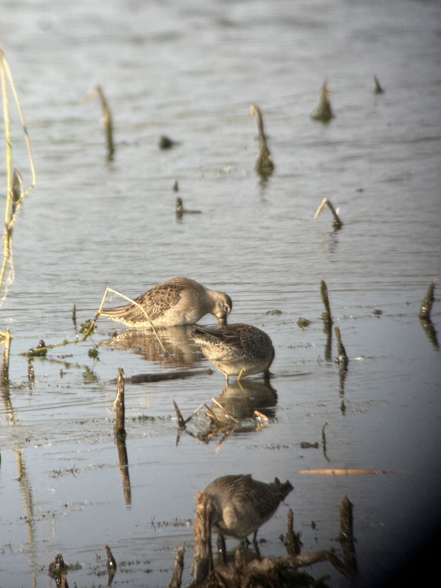 Long-billed Dowitcher - ML643490486