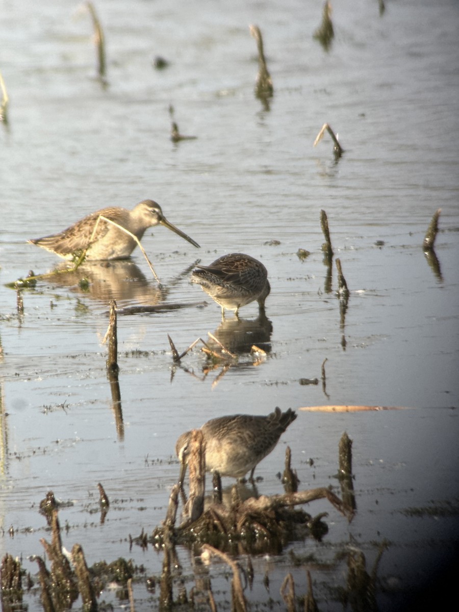 Long-billed Dowitcher - ML643490488