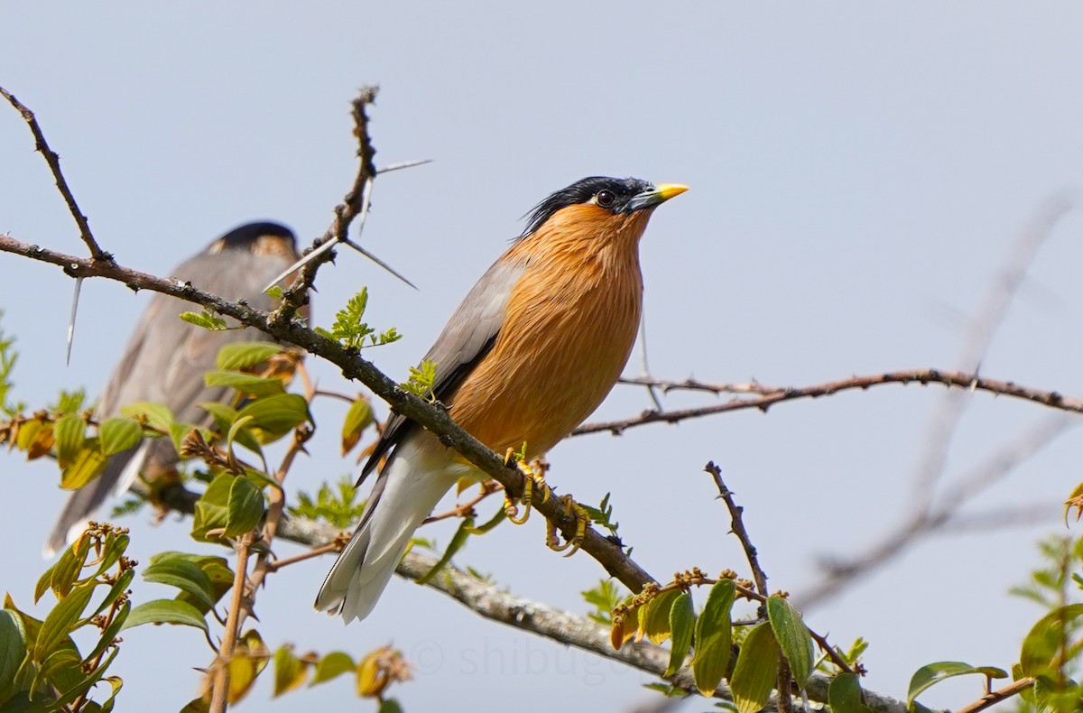 Brahminy Starling - ML643490497