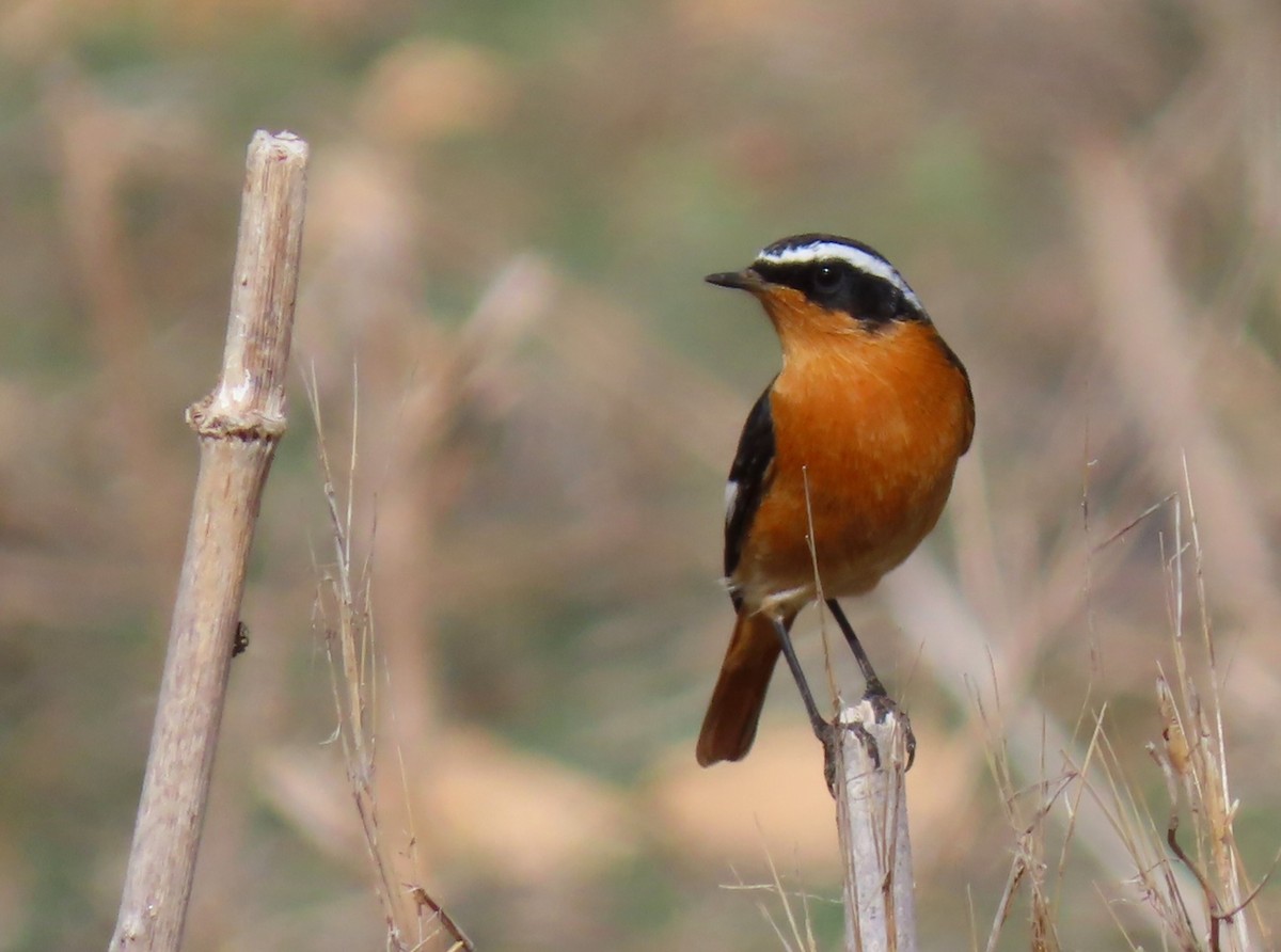 Colirrojo Diademado - ML643490526