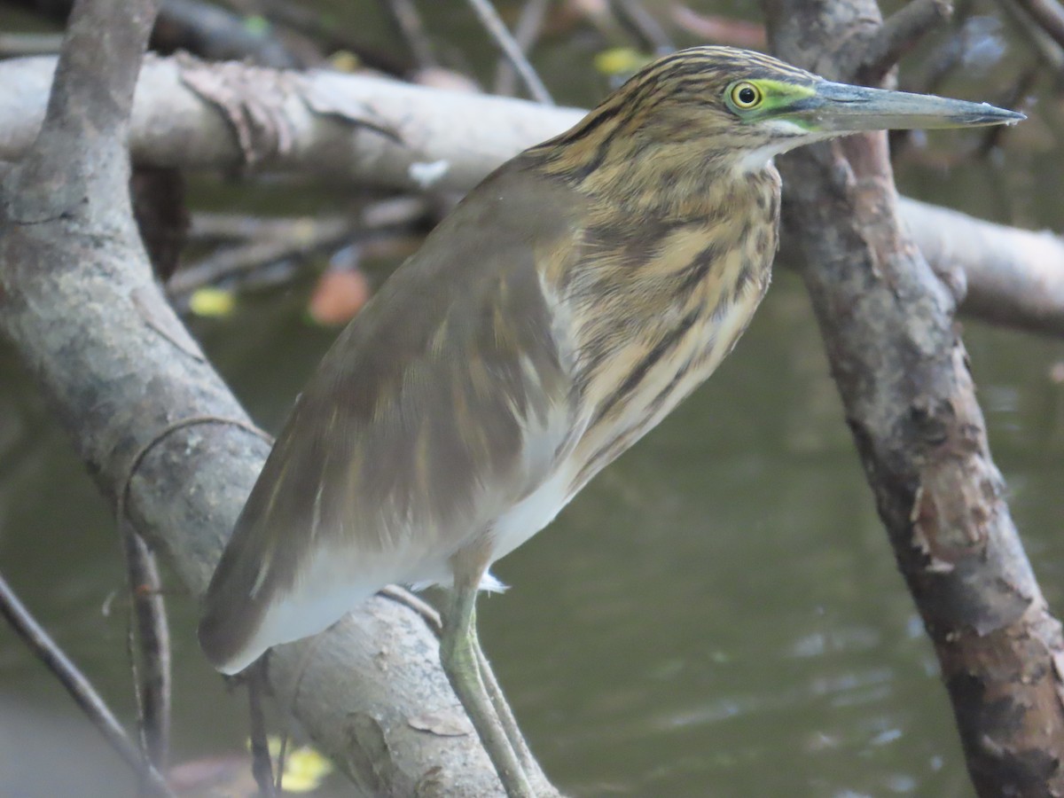 Indian Pond-Heron - ML643490538
