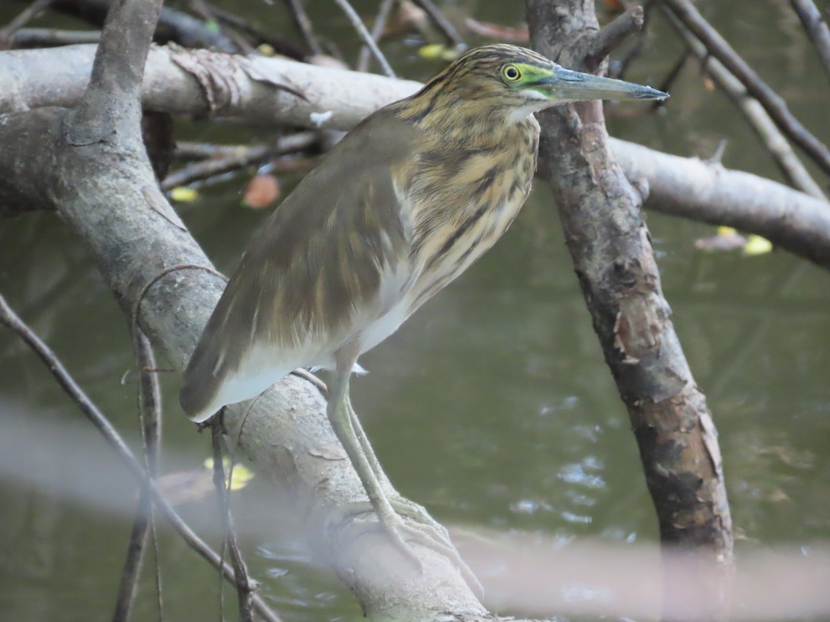 Indian Pond-Heron - ML643490539