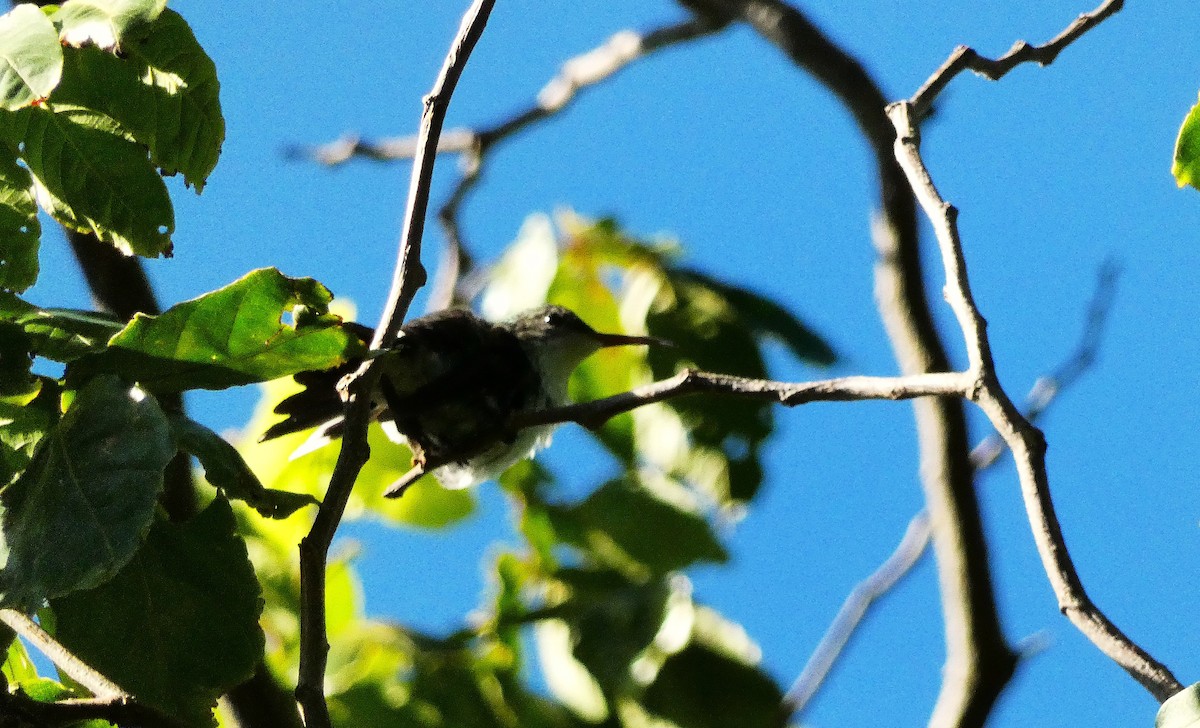 Red-billed Streamertail - ML643490540