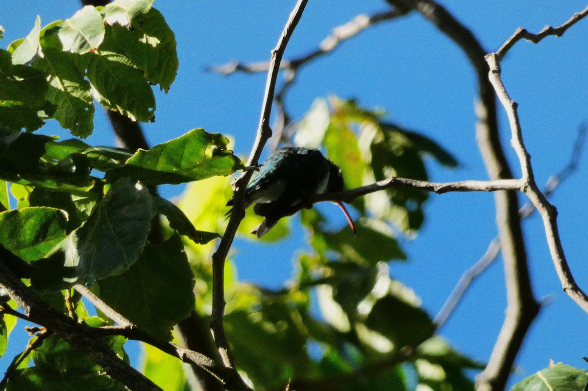 Red-billed Streamertail - ML643490541