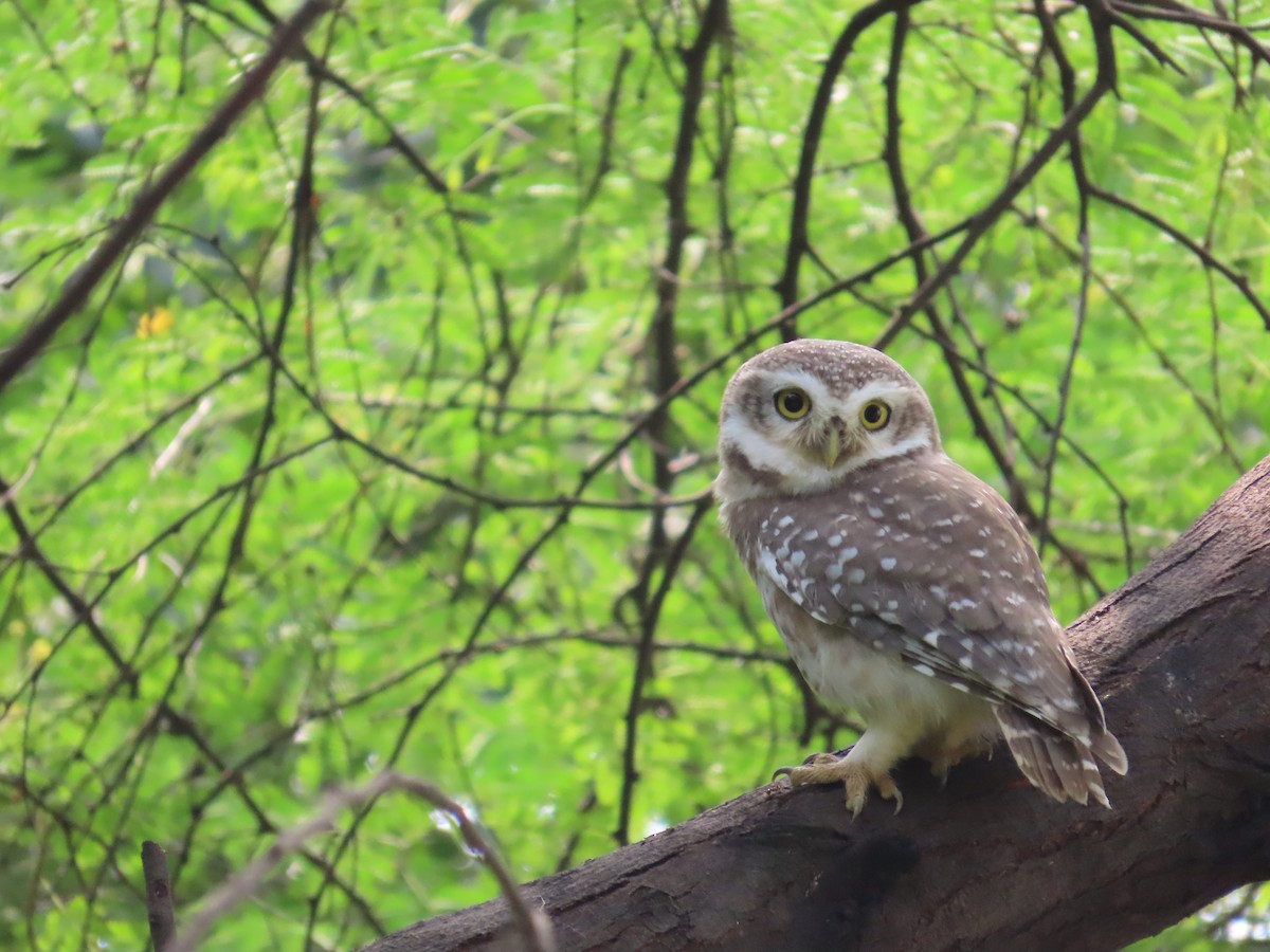 Spotted Owlet - ML643490548