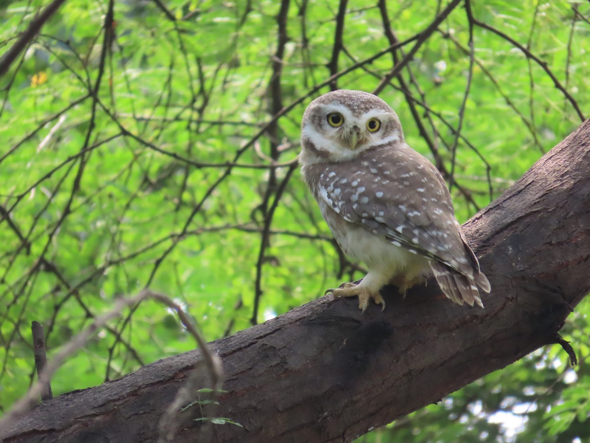 Spotted Owlet - ML643490549