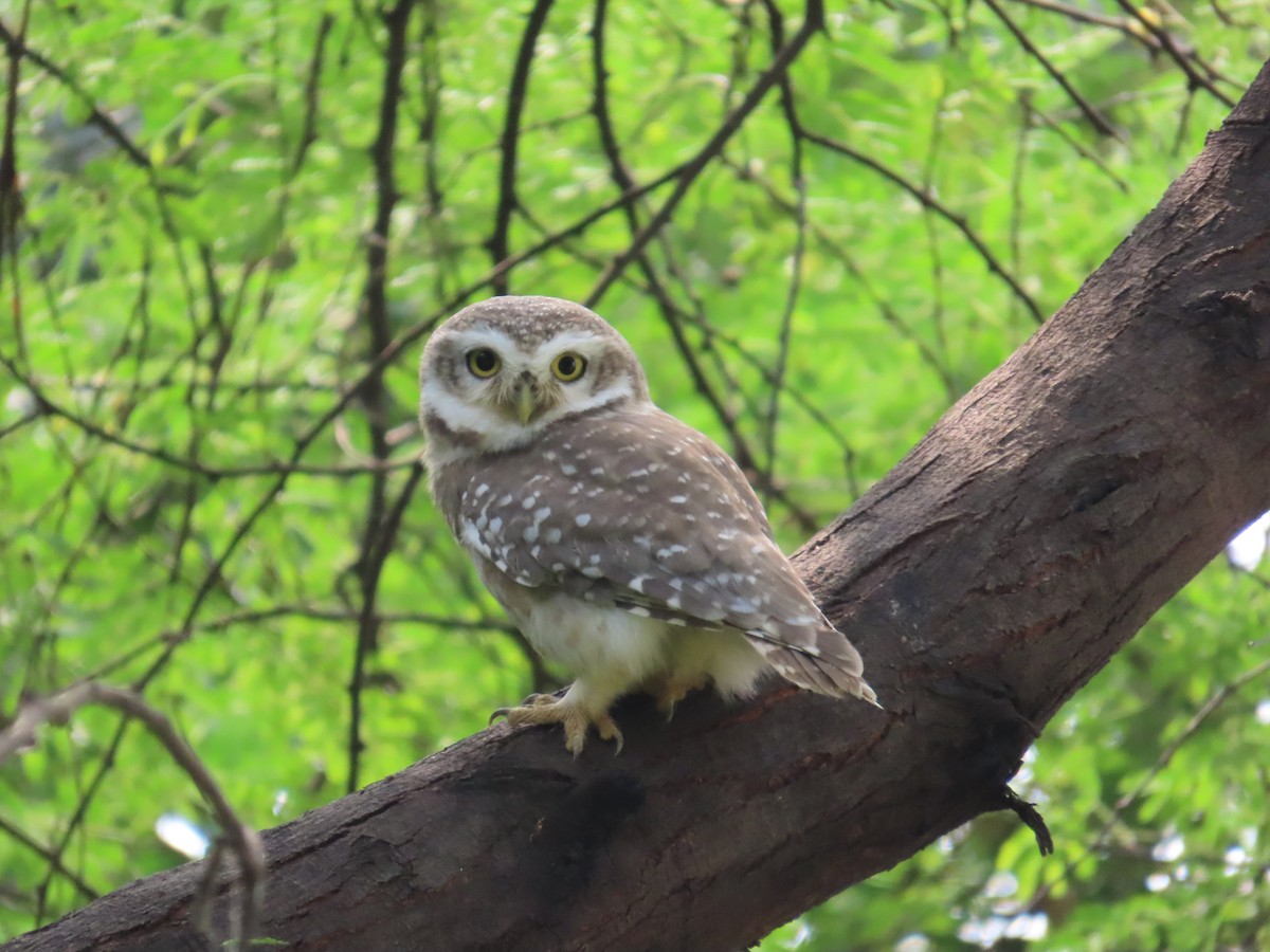 Spotted Owlet - ML643490550