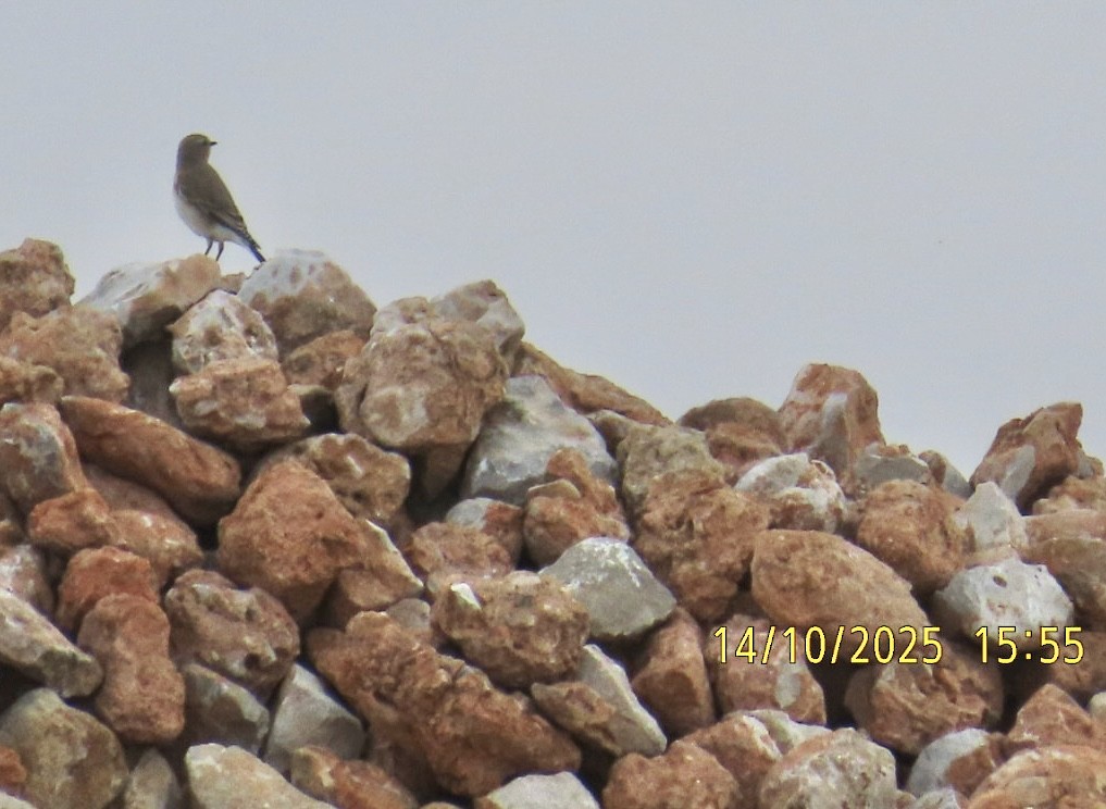 Northern Wheatear - ML643490558