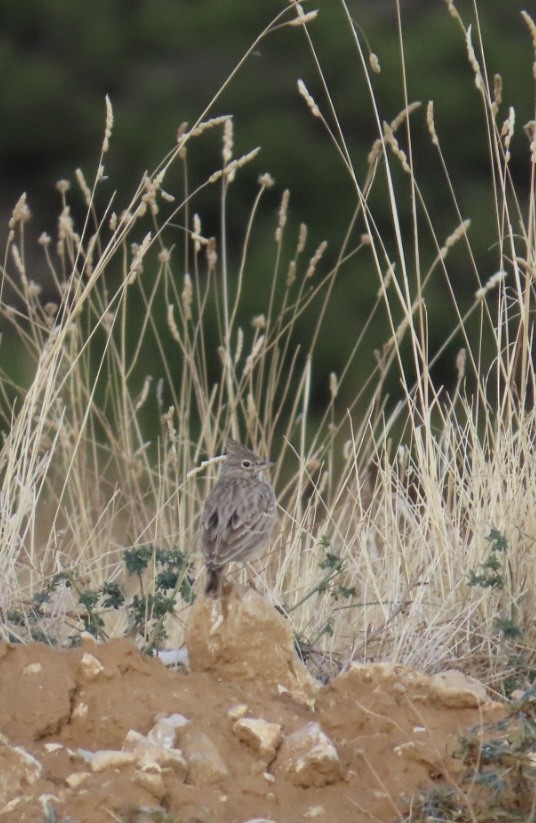 Crested Lark - ML643490572