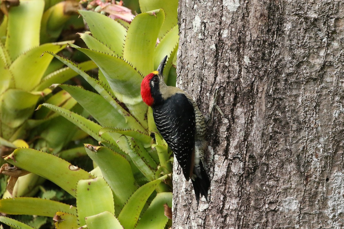 Black-cheeked Woodpecker - John and Milena Beer