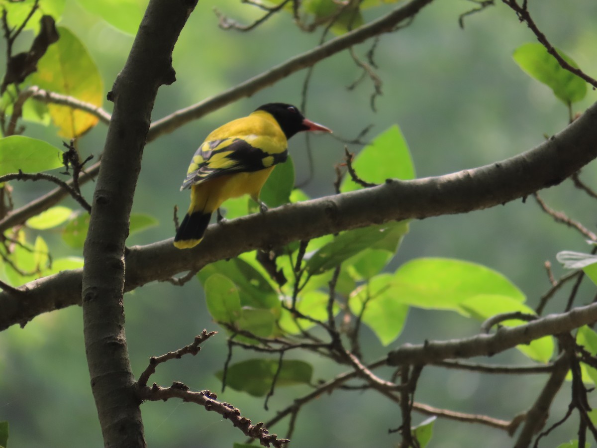 ズグロコウライウグイス - ML643490576