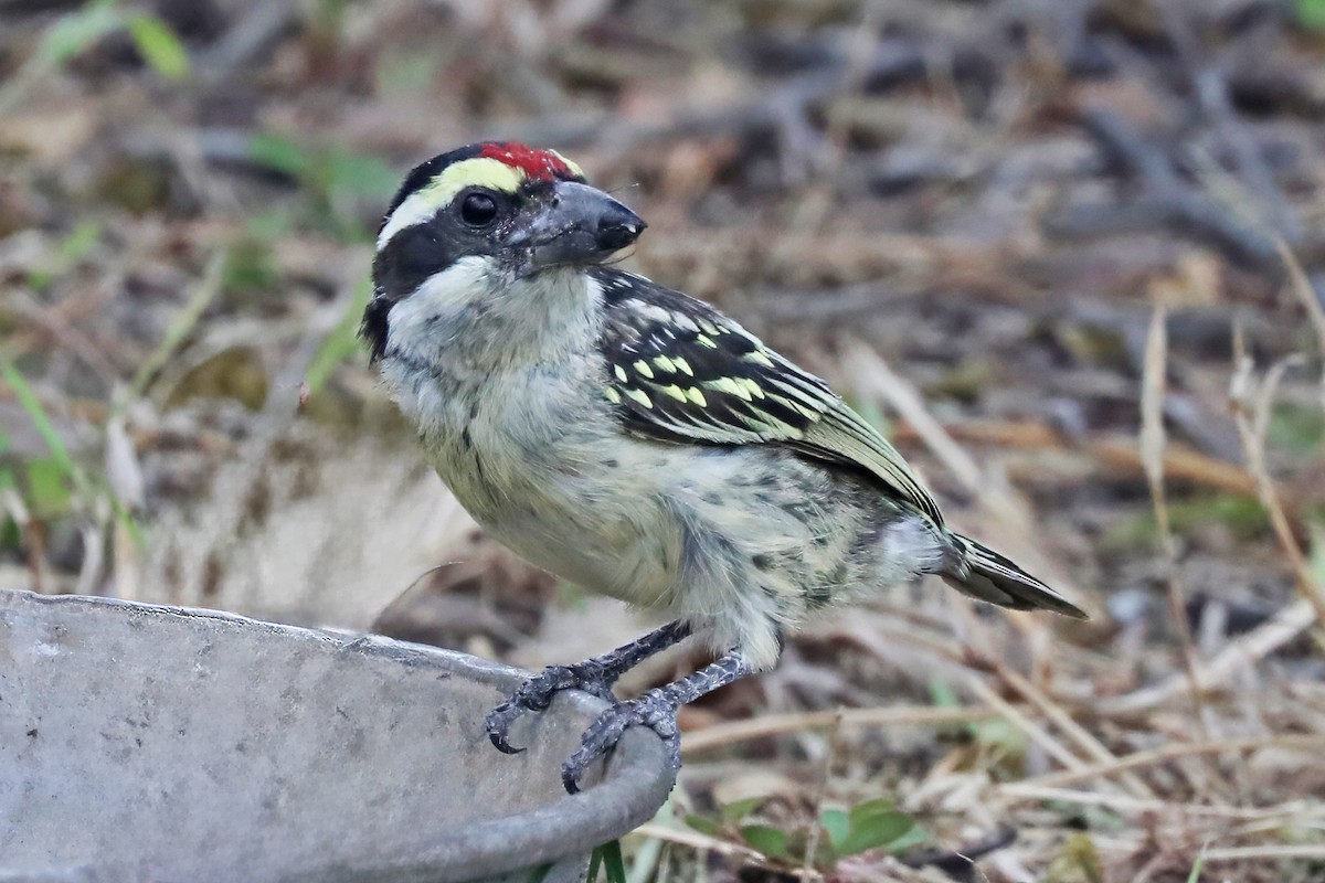 Barbudo Diademado - ML643490605