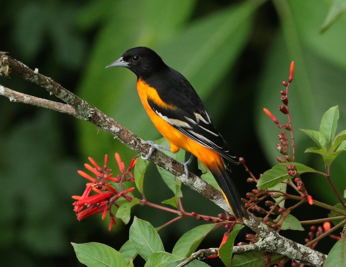 Baltimore Oriole - ML643490610