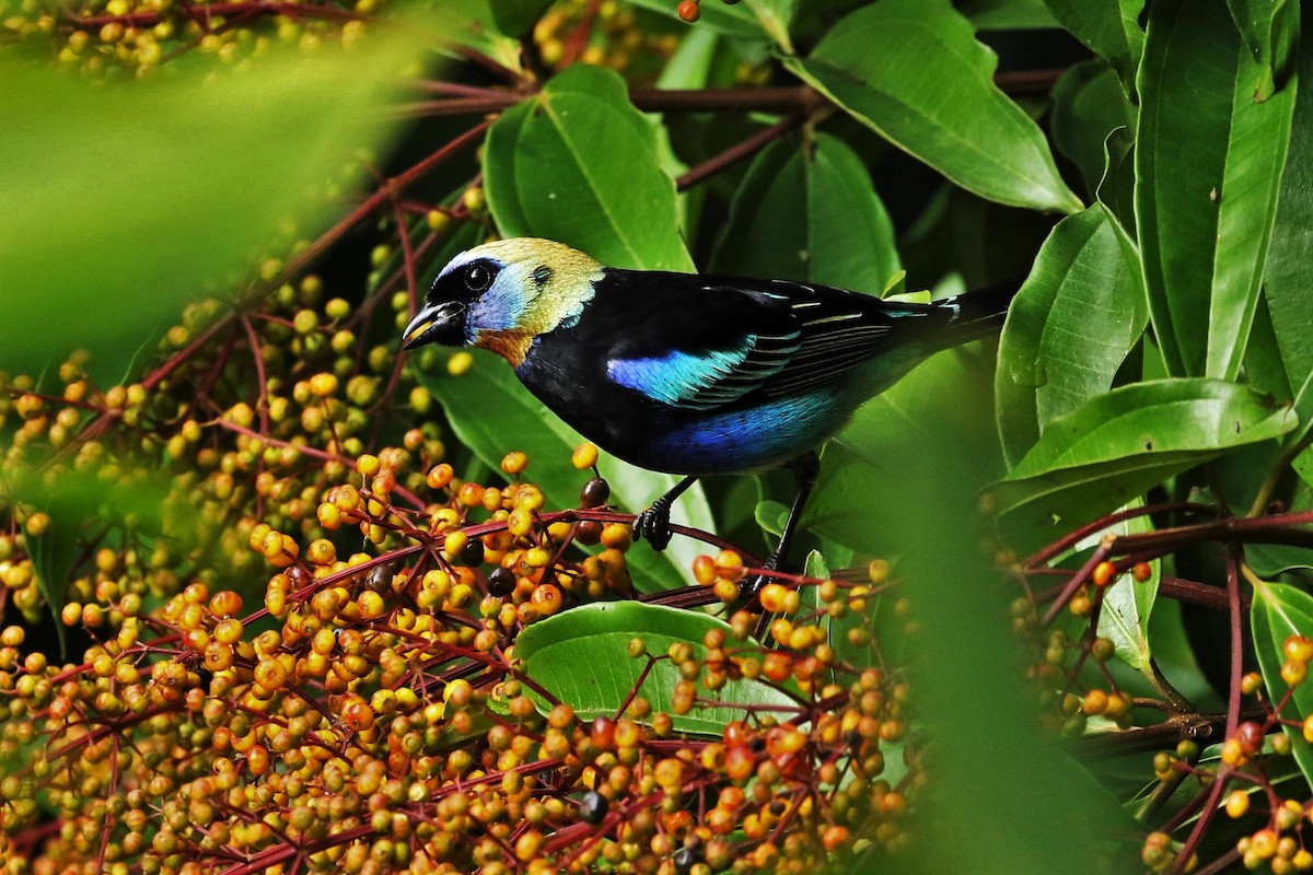 Golden-hooded Tanager - ML643490614