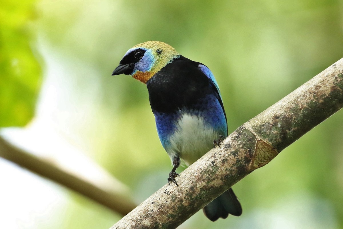 Golden-hooded Tanager - ML643490615