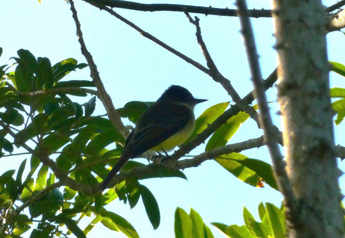 Rufous-tailed Flycatcher - ML643490616