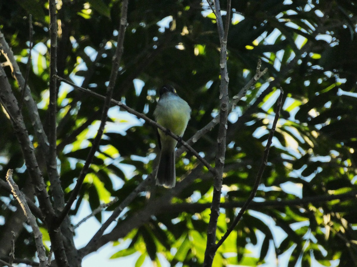 Rufous-tailed Flycatcher - ML643490617