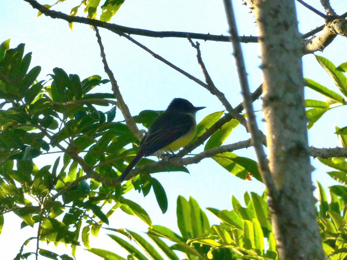 Rufous-tailed Flycatcher - ML643490618