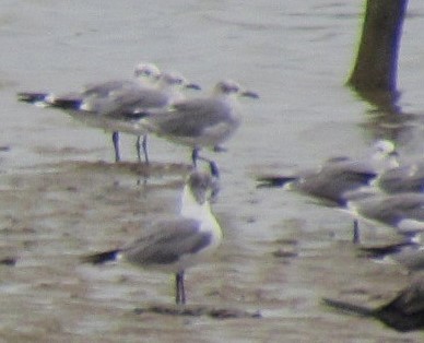 Laughing Gull - ML643490620