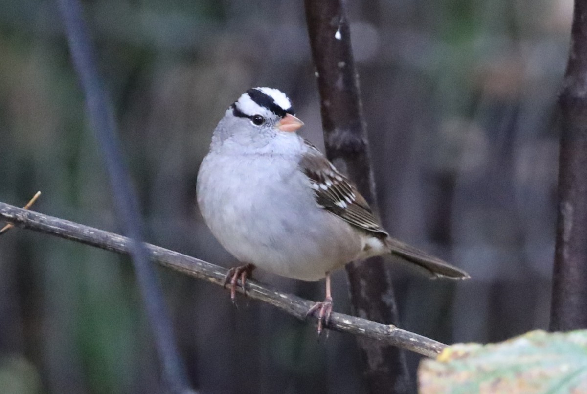 White-crowned Sparrow - ML643490621