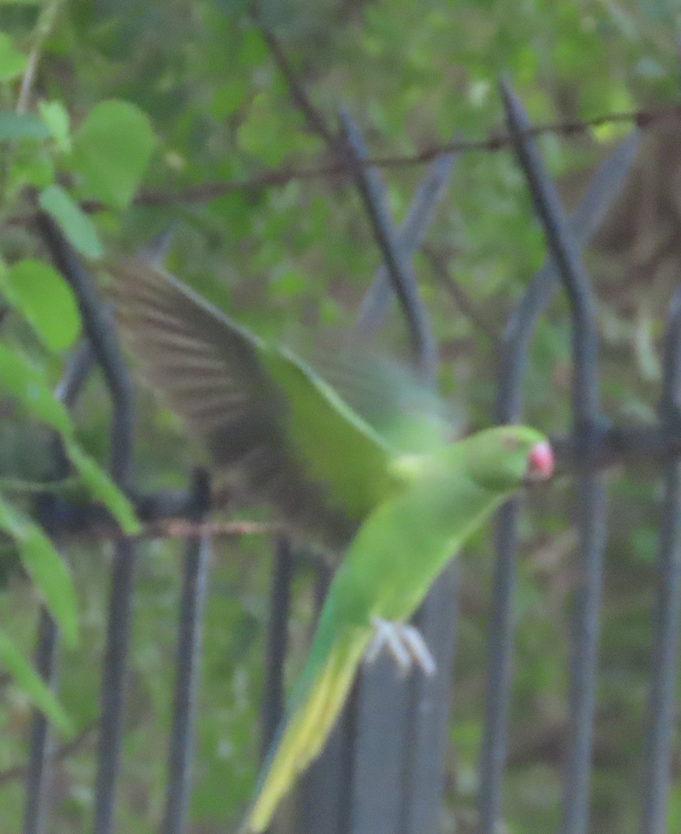 Rose-ringed Parakeet - ML643490626