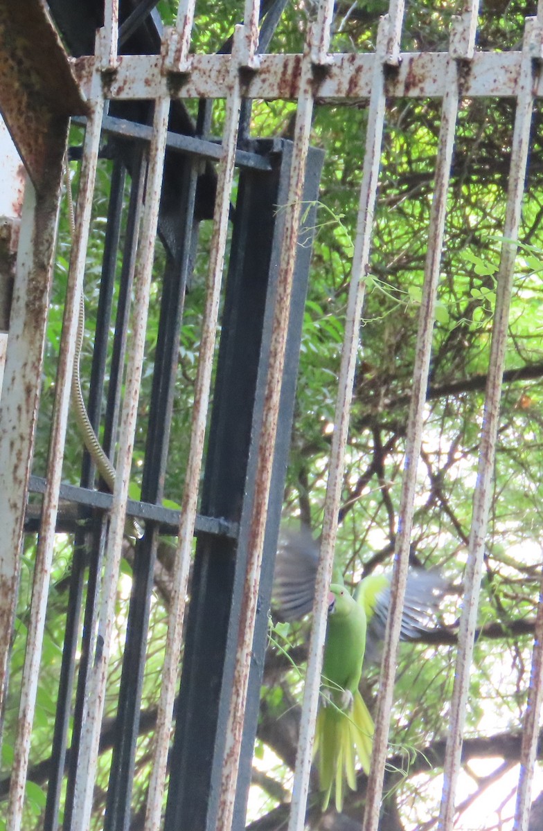 Rose-ringed Parakeet - ML643490627