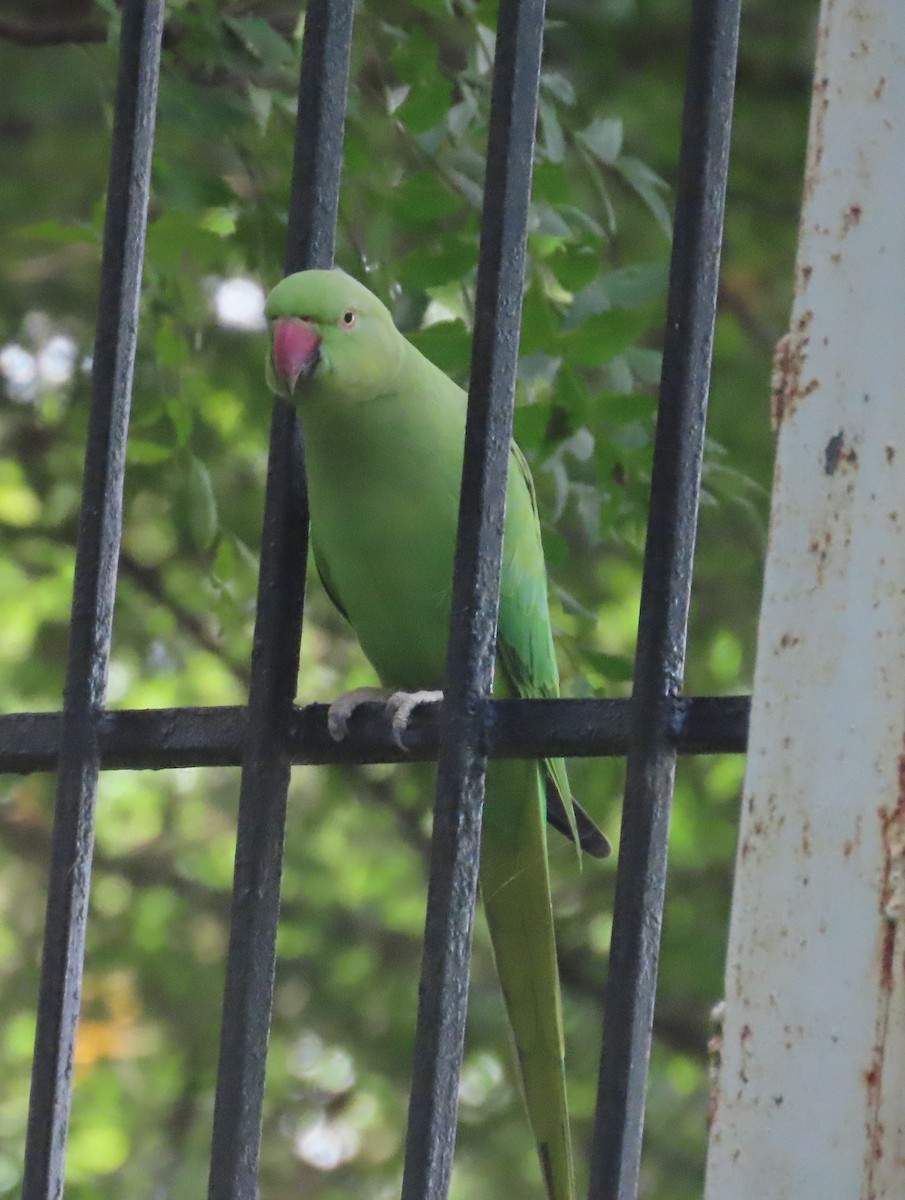 Rose-ringed Parakeet - ML643490628