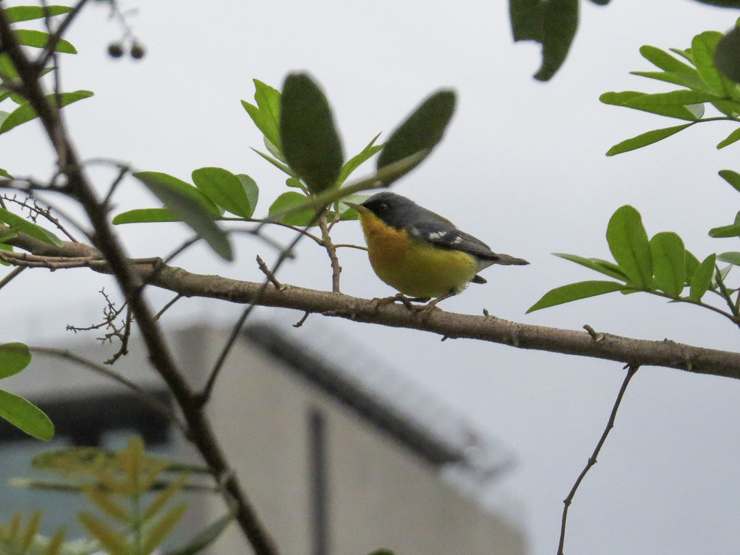 Tropical Parula - ML643490629