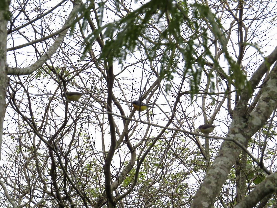 Tropical Parula - ML643490630