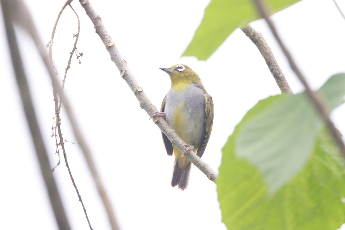 Everett's White-eye - ML643490631