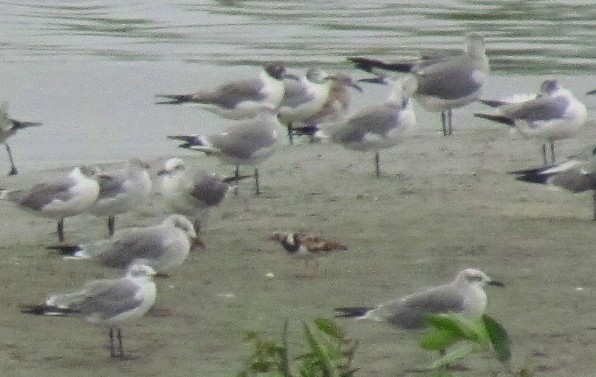 Laughing Gull - ML643490632