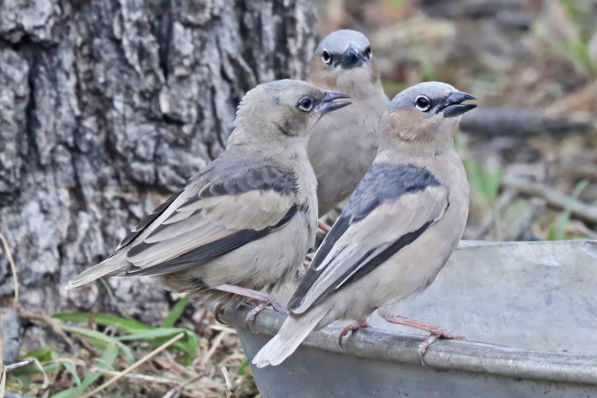 Gray-capped Social-Weaver - ML643490633