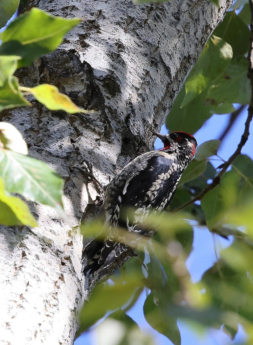 Red-naped Sapsucker - ML643490634