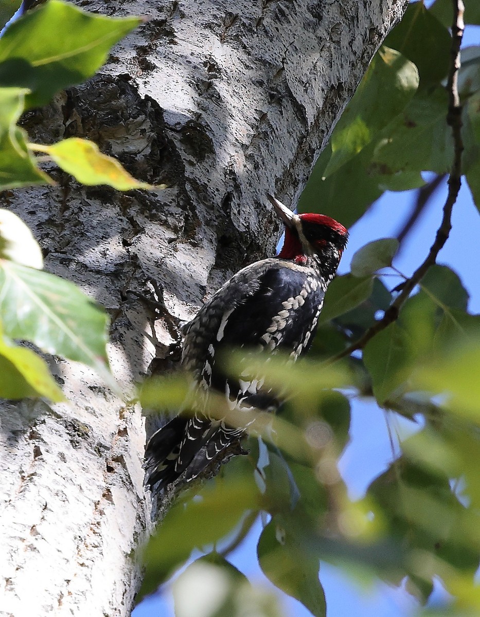 Red-naped Sapsucker - ML643490635