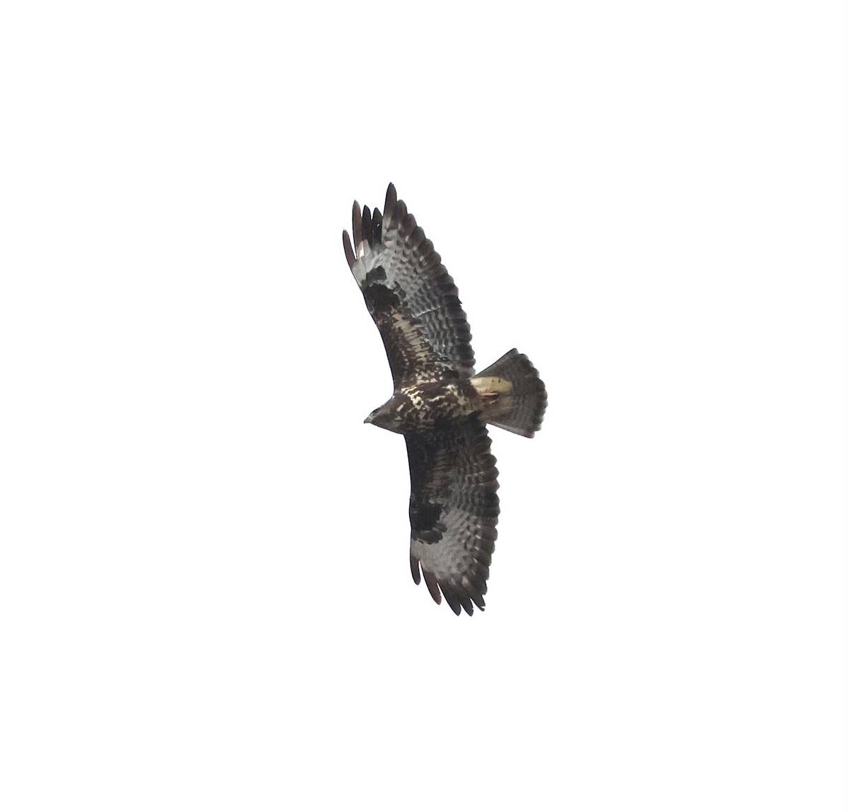 Common Buzzard - ML643490637