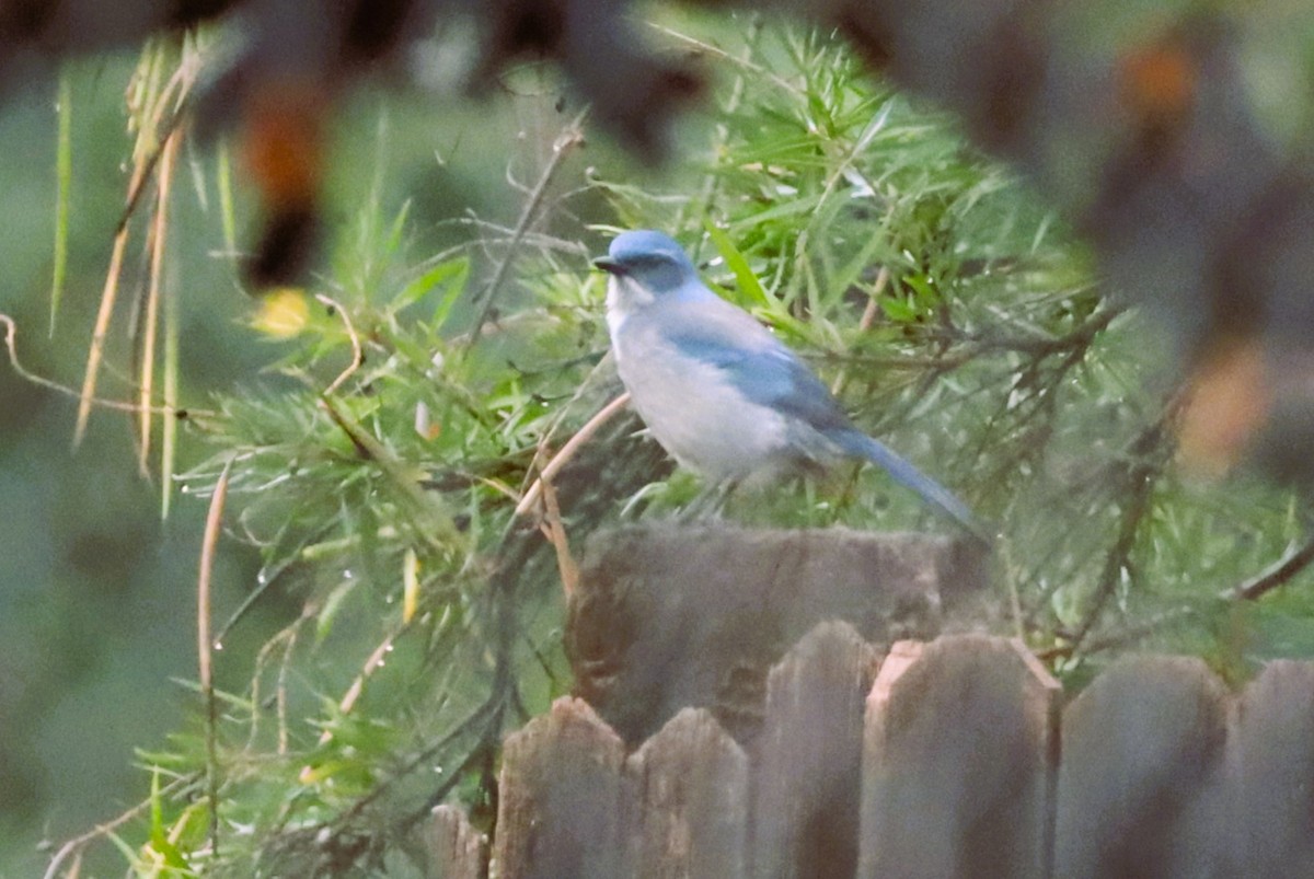 Woodhouse's Scrub-Jay - ML643490639