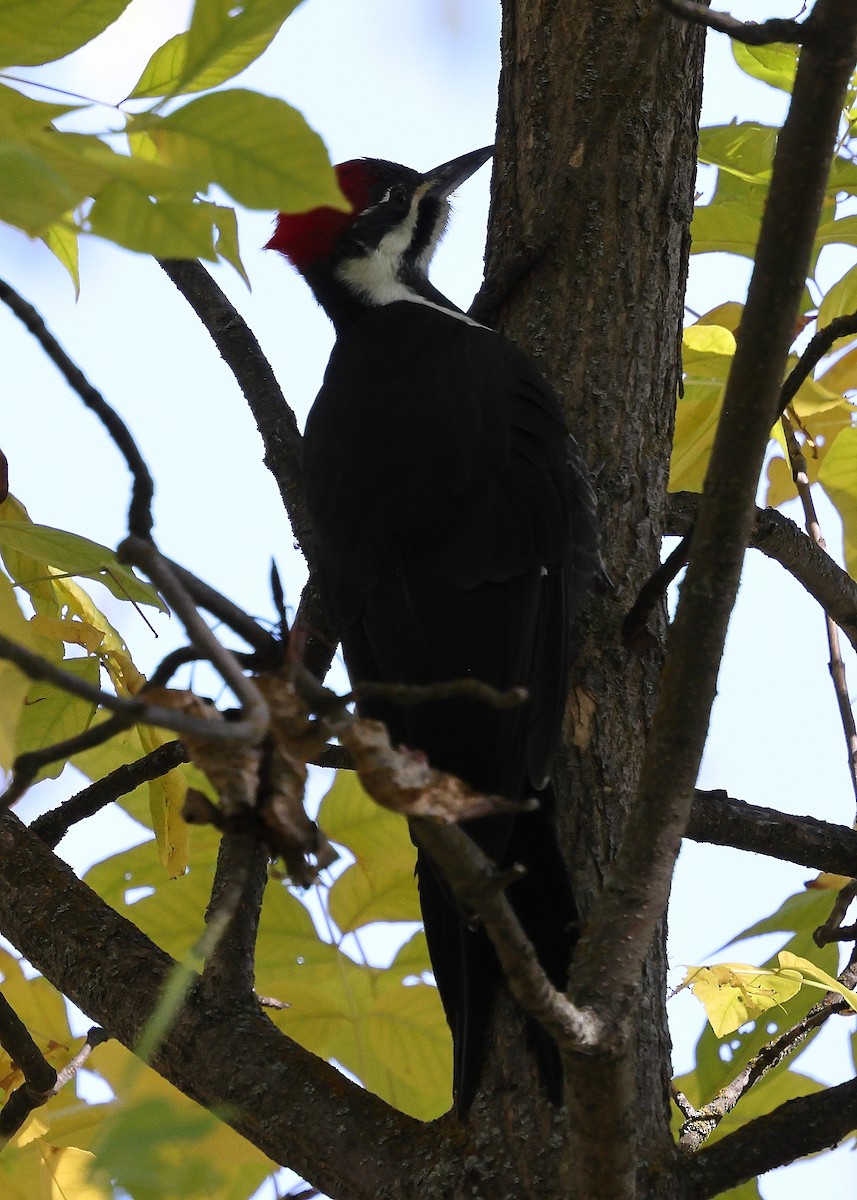 Pileated Woodpecker - ML643490648