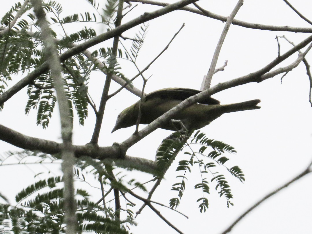 Palm Tanager - ML643490650