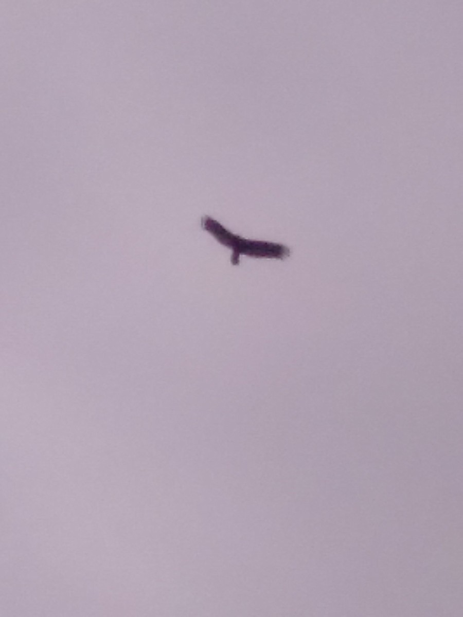Turkey Vulture - ML643490699
