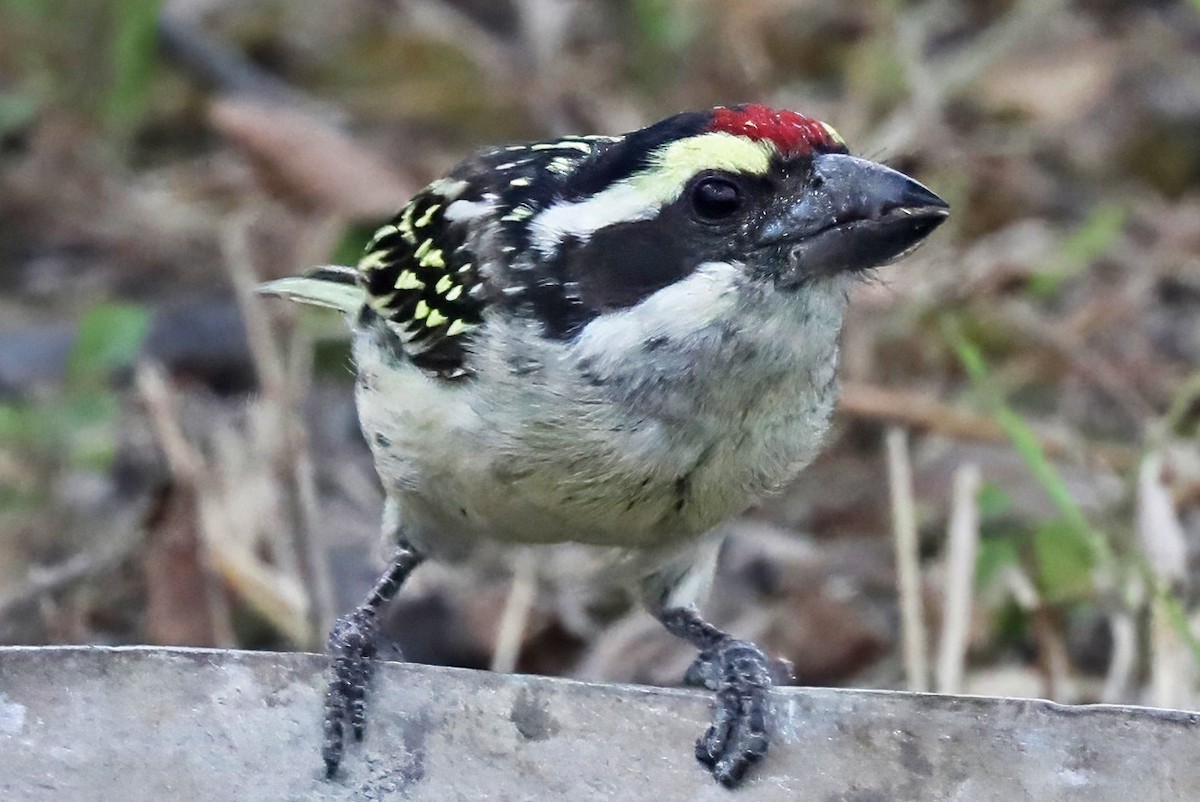 Barbudo Diademado - ML643490712