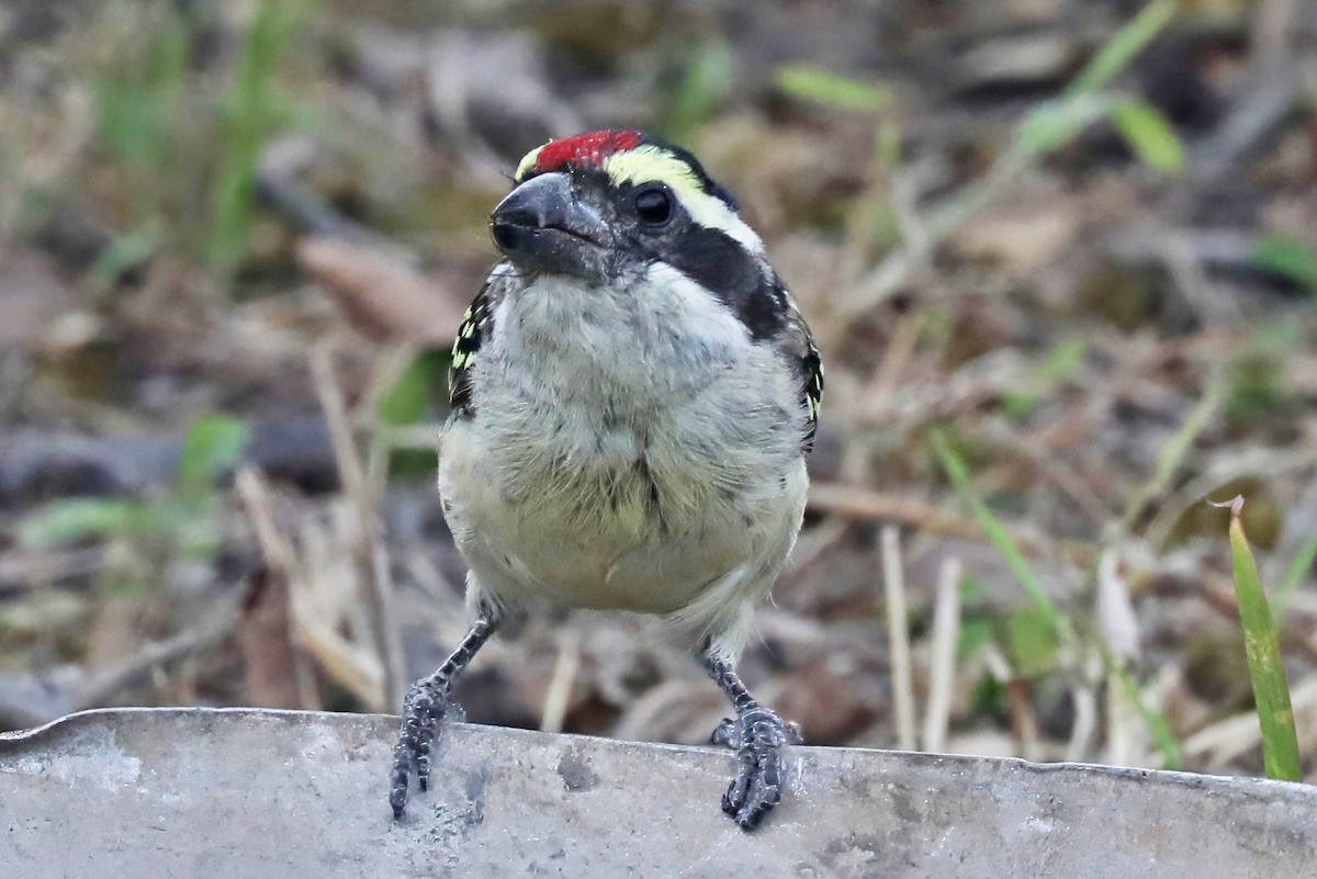 Barbudo Diademado - ML643490722