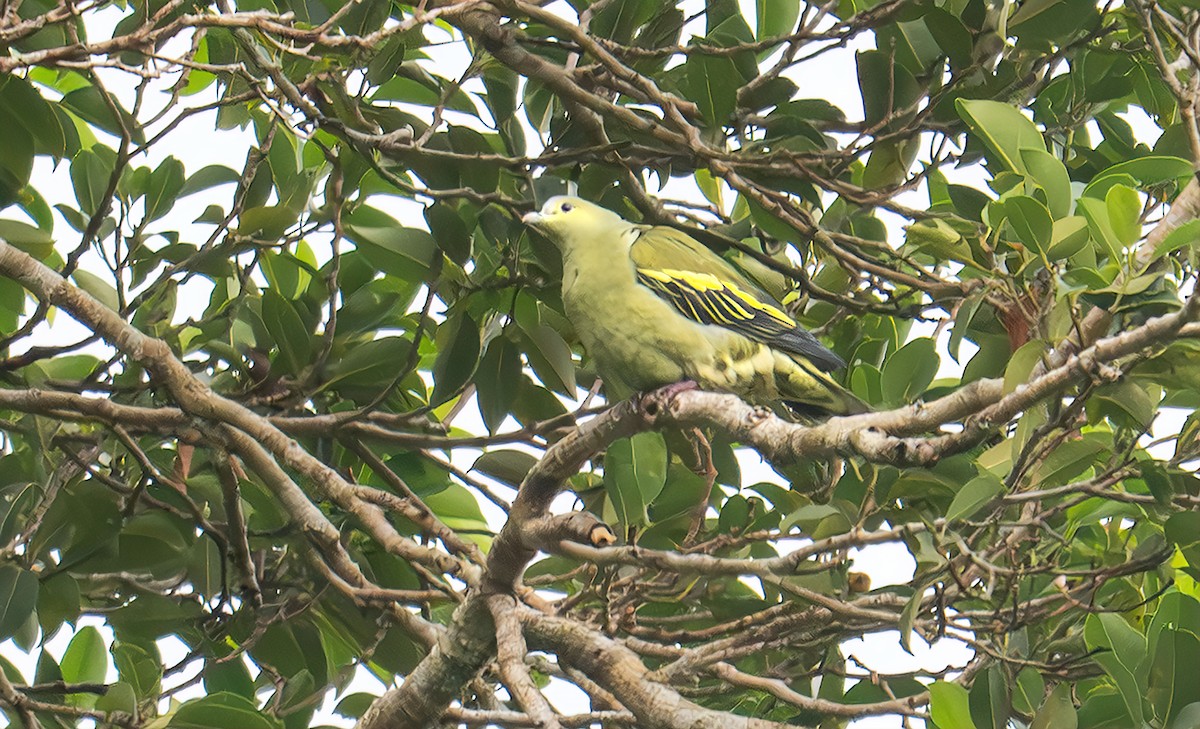Andaman Green-Pigeon - ML643490726
