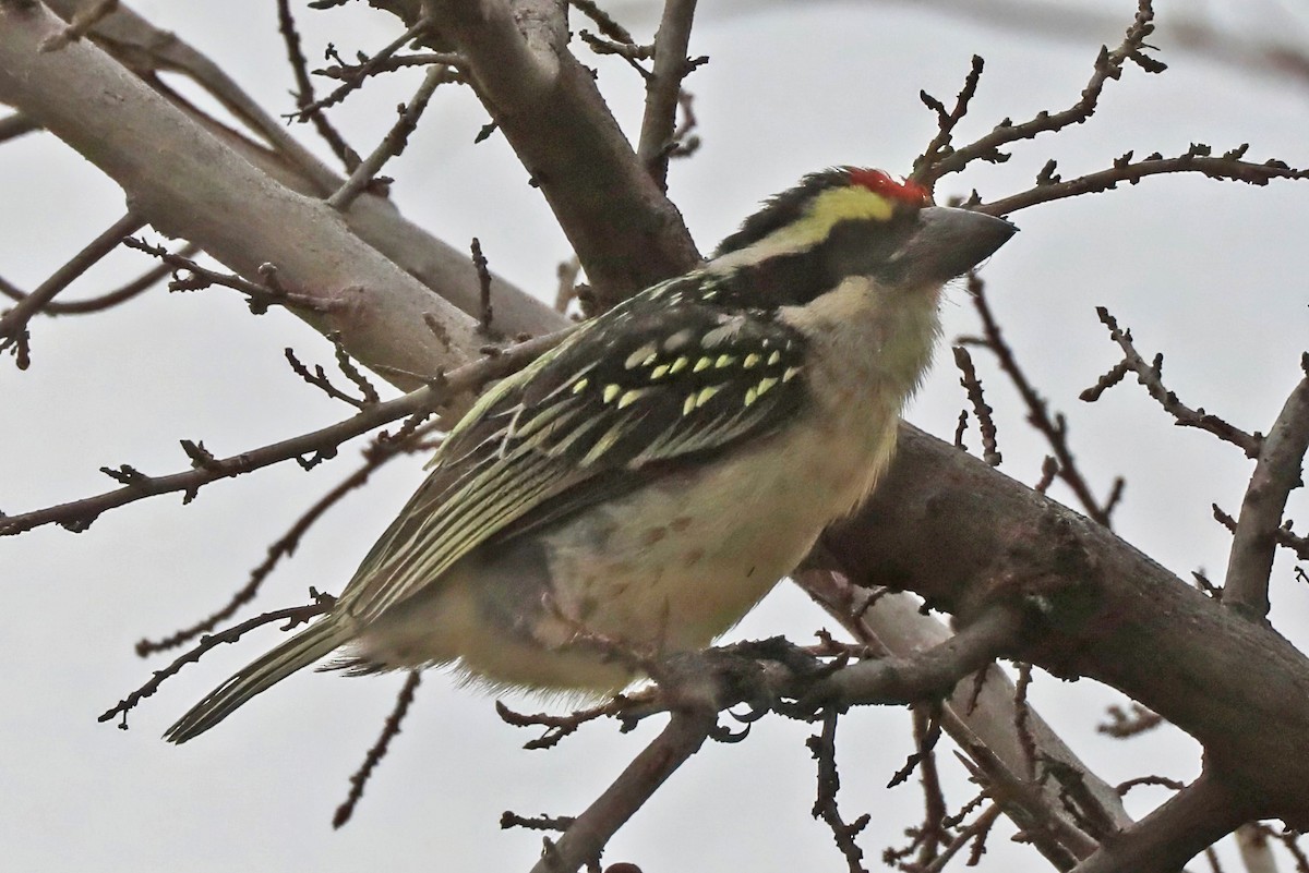 Barbudo Diademado - ML643490735