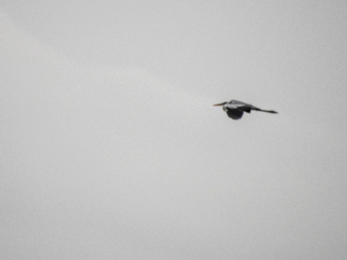 Cocoi Heron - ML643490762
