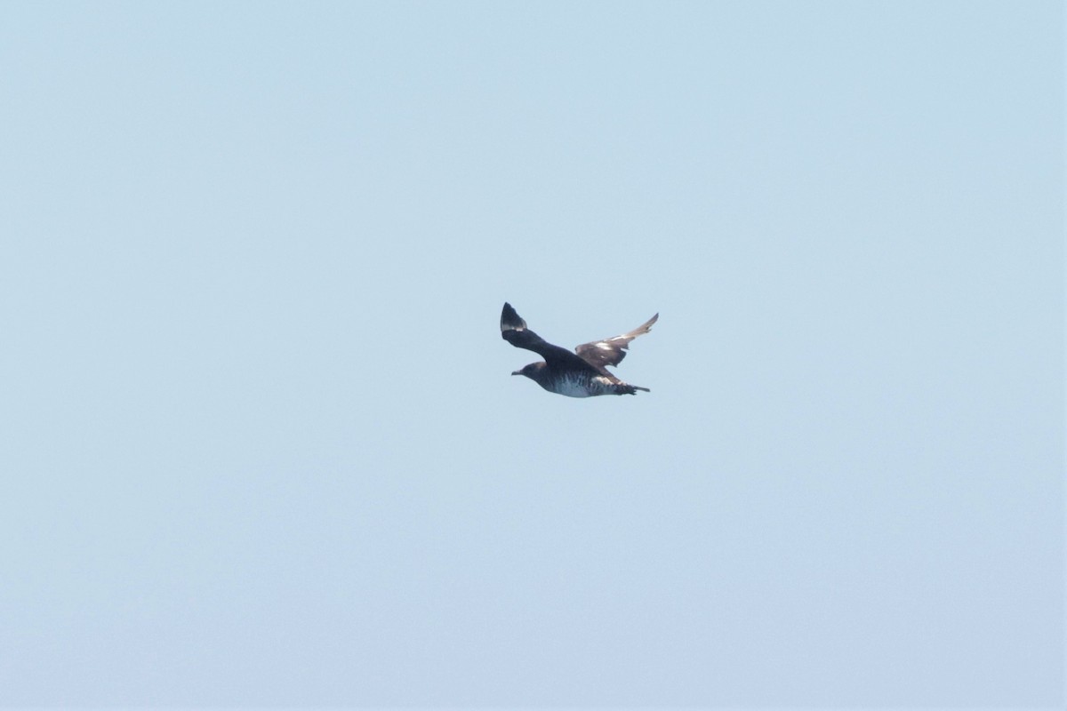 Pomarine Jaeger - ML643490782